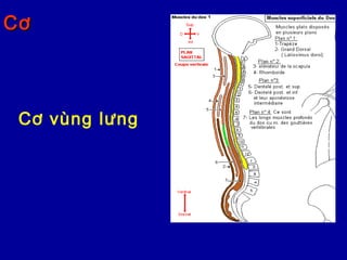 CơCơ
Cơ vùng lưng
 