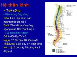 Hệ thần kinhHệ thần kinh
• Tuỷ sốngTuỷ sống
- Nằm trong ống sống- Nằm trong ống sống
TrênTrên: Liên tiếp hành não: Liên tiếp hành não
ngang mức ĐS cổ 1ngang mức ĐS cổ 1
DướiDưới: Tận hết là nón cùng: Tận hết là nón cùng
ngang mức ĐS Thắt lưng 2ngang mức ĐS Thắt lưng 2
- Tuỷ chia làm 4 đoạn- Tuỷ chia làm 4 đoạn
CổCổ: 8 đôi dây TK cổ: 8 đôi dây TK cổ
NgựcNgực: 12 đôi dây TK liên sườn: 12 đôi dây TK liên sườn
Thắt lưngThắt lưng: 5 đôi dây TK Thắt lưng: 5 đôi dây TK Thắt lưng
Nón tuỷNón tuỷ: 5 đôi dây TK cùng và 2: 5 đôi dây TK cùng và 2
dây cụtdây cụt
 