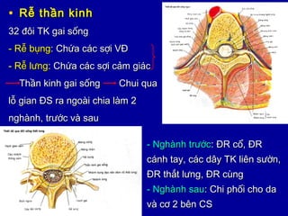• Rễ thần kinhRễ thần kinh
32 đôi TK gai sống32 đôi TK gai sống
- Rễ bụng- Rễ bụng: Chứa các sợi VĐ: Chứa các sợi VĐ
- Rễ lưng- Rễ lưng: Chứa các sợi cảm giác: Chứa các sợi cảm giác
Thần kinh gai sống Chui quaThần kinh gai sống Chui qua
lỗ gian ĐS ra ngoài chia làm 2lỗ gian ĐS ra ngoài chia làm 2
nghành, trước và saunghành, trước và sau
- Nghành trước- Nghành trước: ĐR cổ, ĐR: ĐR cổ, ĐR
cánh tay, các dây TK liên sườn,cánh tay, các dây TK liên sườn,
ĐR thắt lưng, ĐR cùngĐR thắt lưng, ĐR cùng
- Nghành sau- Nghành sau: Chi phối cho da: Chi phối cho da
và cơ 2 bên CSvà cơ 2 bên CS
 