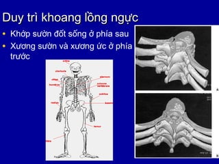 Duy trDuy trì khoang lồng ngựcì khoang lồng ngực
• Khớp sườn đốt sống ở phía sau
• Xương sườn và xương ức ở phía
trước
 