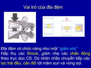 Vai trVai trò của đĩa đệmò của đĩa đệm
Đĩa đệm có chức năng như một “giảm xóc”
Hấp thụ các Shock, giảm nhẹ các chấn động
theo trục dọc CS. Do nhân nhầy chuyển tiếp các
lực trải đều, cân đối tới mâm sụn và vòng sợi.
 