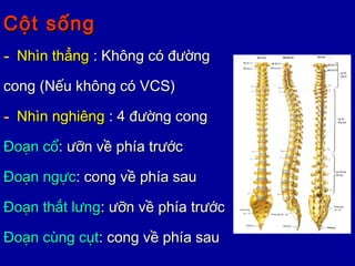 Cột sốngCột sống
- Nhìn thẳngNhìn thẳng : Không có đường: Không có đường
cong (Nếu không có VCS)cong (Nếu không có VCS)
- Nhìn nghiêngNhìn nghiêng : 4 đường cong: 4 đường cong
Đoạn cổĐoạn cổ: ưỡn về phía trước: ưỡn về phía trước
Đoạn ngựcĐoạn ngực: cong về phía sau: cong về phía sau
Đoạn thắt lưngĐoạn thắt lưng: ưỡn về phía trước: ưỡn về phía trước
Đoạn cùng cụtĐoạn cùng cụt: cong về phía sau: cong về phía sau
 