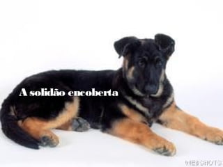 A solidão encoberta
 