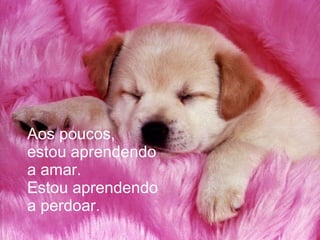 Aos poucos,
estou aprendendo
a amar.
Estou aprendendo
a perdoar.
 