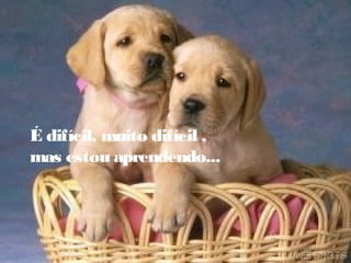 É difícil, muito difícil ,
mas estou aprendendo...
 