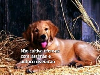 Não cultiva ofensas  com lástimas e autocomiseração   