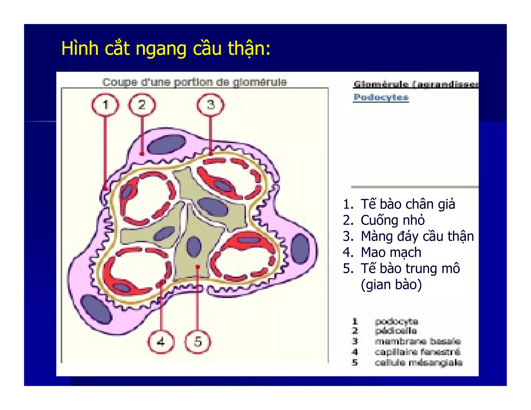 HìnhHình cắtcắt ngangngang cầucầu thậnthận::
1. Tế bào chân giả1. Tế bào chân giả
2. Cuống nhỏ
3. Màng đáy cầu thận
4. Mao mạch
5. Tế bào trung mô
(gian bào)h
 
