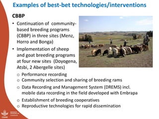 Update on the sheep and goat meat value chain transformation in Ethiopia project