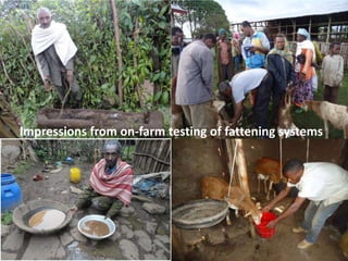 Update on the sheep and goat meat value chain transformation in Ethiopia project