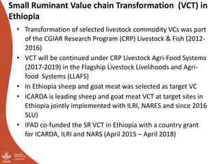 Update on the sheep and goat meat value chain transformation in Ethiopia project