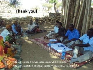 Update on the sheep and goat meat value chain transformation in Ethiopia project