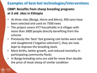 Update on the sheep and goat meat value chain transformation in Ethiopia project