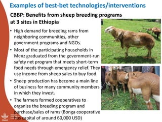 Update on the sheep and goat meat value chain transformation in Ethiopia project