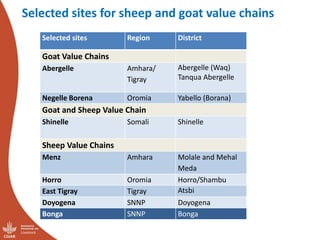 Update on the sheep and goat meat value chain transformation in Ethiopia project