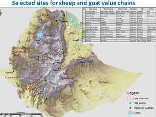 Update on the sheep and goat meat value chain transformation in Ethiopia project