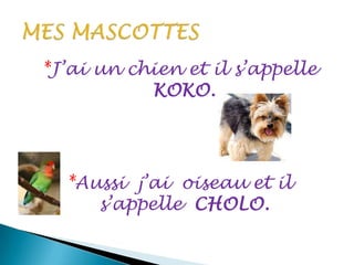 *J’ai un chien et il s’appelle
KOKO.
*Aussi j’ai oiseau et il
s’appelle CHOLO.
 