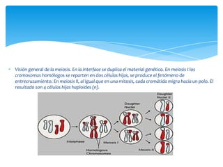 Visión general de la meiosis. En la interface se duplica el material genético. En meiosis I los
cromosomas homólogos se reparten en dos células hijas, se produce el fenómeno de
entrecruzamiento. En meiosis II, al igual que en una mitosis, cada cromátida migra hacia un polo. El
resultado son 4 células hijas haploides (n).
 
