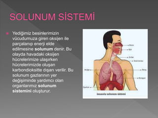  Yediğimiz besinlerimizin
vücudumuza giren oksijen ile
parçalanıp enerji elde
edilmesine solunum denir. Bu
olayda havadaki oksijen
hücrelerimize ulaşırken
hücrelerimizde oluşan
karbondioksitte dışarı verilir. Bu
solunum gazlarının yer
değişiminde yardımcı olan
organlarımız solunum
sistemini oluşturur.
 