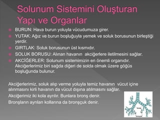  BURUN: Hava burun yoluyla vücudumuza girer.
 YUTAK: Ağız ve burun boşluğuyla yemek ve soluk borusunun birleştiği
yerdir.
 GIRTLAK: Soluk borusunun üst kısmıdır.
 SOLUK BORUSU: Alınan havanın akciğerlere iletilmesini sağlar.
 AKCİĞERLER: Solunum sistemimizin en önemli organıdır.
Akciğerlerimiz biri sağda diğeri de solda olmak üzere göğüs
boşluğunda bulunur.
Akciğerlerimiz, soluk alıp verme yoluyla temiz havanın vücut içine
alınmasını kirli havanın da vücut dışına atılmasını sağlar.
Akciğerimiz iki kola ayrılır. Bunlara bronş denir.
Bronşların ayrılan kollarına da bronşçuk denir.
 