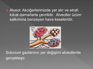  Alveol: Akciğerlerimizde yer alır ve etrafı
kılcal damarlarla çevrilidir. Alveoller üzüm
salkımına benzeyen hava keseleridir.
Solunum gazlarının yer değişimi alveollerde
gerçekleşir.
 