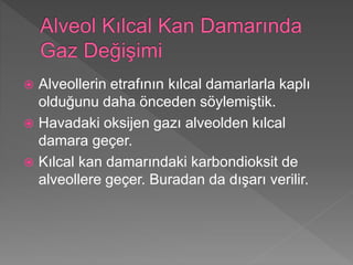  Alveollerin etrafının kılcal damarlarla kaplı
olduğunu daha önceden söylemiştik.
 Havadaki oksijen gazı alveolden kılcal
damara geçer.
 Kılcal kan damarındaki karbondioksit de
alveollere geçer. Buradan da dışarı verilir.
 