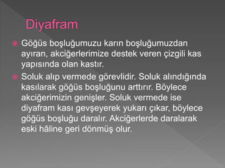  Göğüs boşluğumuzu karın boşluğumuzdan
ayıran, akciğerlerimize destek veren çizgili kas
yapısında olan kastır.
 Soluk alıp vermede görevlidir. Soluk alındığında
kasılarak göğüs boşluğunu arttırır. Böylece
akciğerimizin genişler. Soluk vermede ise
diyafram kası gevşeyerek yukarı çıkar, böylece
göğüs boşluğu daralır. Akciğerlerde daralarak
eski hâline geri dönmüş olur.
 