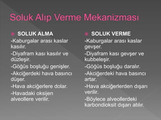  SOLUK ALMA
-Kaburgalar arası kaslar
kasılır.
-Diyafram kası kasılır ve
düzleşir.
-Göğüs boşluğu genişler.
-Akciğerdeki hava basıncı
düşer.
-Hava akciğerlere dolar.
-Havadaki oksijen
alveollere verilir.
 SOLUK VERME
-Kaburgalar arası kaslar
gevşer.
-Diyafram kası gevşer ve
kubbeleşir.
-Göğüs boşluğu daralır.
-Akciğerdeki hava basıncı
artar.
-Hava akciğerlerden dışarı
verilir.
-Böylece alveollerdeki
karbondioksit dışarı atılır.
 