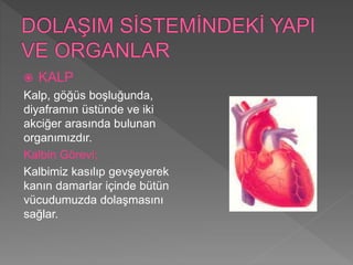  KALP
Kalp, göğüs boşluğunda,
diyaframın üstünde ve iki
akciğer arasında bulunan
organımızdır.
Kalbin Görevi;
Kalbimiz kasılıp gevşeyerek
kanın damarlar içinde bütün
vücudumuzda dolaşmasını
sağlar.
 