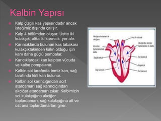  Kalp çizgili kas yapısındadır ancak
isteğimiz dışında çalışır.
 Kalp 4 bölümden oluşur. Üstte iki
kulakçık, altta iki karıncık yer alır.
 Karıncıklarda bulunan kas tabakası
kulakçıktakinden kalın olduğu için
kanı daha güçlü pompalar.
 Karıcıklardaki kan kalpten vücuda
ve kalbe pompalanır.
 Kalbin sol tarafında temiz kan, sağ
tarafında kirli kan bulunur.
 Kalbin sol karıncığından aort
atardamarı sağ karıncığından
akciğer atardamarı çıkar. Kalbimizin
sol kulakçığına akciğer
toplardamarı, sağ kulakçığına alt ve
üst ana toplardamarları girer.
 