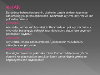  KAN
Daha önce bahsedilen besinin, oksijenin, zararlı atıkların taşınması
kan aracılığıyla gerçekleşmektedir. Kanımızda alyuvar, akyuvar ve kan
pulcukları bulunur.
ALYUVAR
Alyuvarlar, kırmızı kan hücreleridir. Kanımızda en çok alyuvar bulunur.
Alyuvarlar başlangıçta çekirdek taşır daha sonra olgun hâle geçerken
çekirdekleri kaybolur.
AKYUVAR
Akyuvarlar, renksiz kan hücreleridir. Çekirdeklidir. Vücudumuzu
mikroplara karşı korurlar.
KAN PULCUKLARI
Çok küçük renksiz ve çekirdeksizdirler. Damar zedelenmesi gibi bir
durumla karşılaşınca kan pulcukları kanın damar dışına çıkmasını
engelleyerek kan kaybını önler.
 