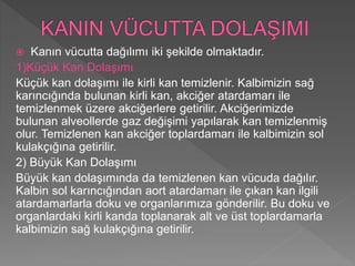  Kanın vücutta dağılımı iki şekilde olmaktadır.
1)Küçük Kan Dolaşımı
Küçük kan dolaşımı ile kirli kan temizlenir. Kalbimizin sağ
karıncığında bulunan kirli kan, akciğer atardamarı ile
temizlenmek üzere akciğerlere getirilir. Akciğerimizde
bulunan alveollerde gaz değişimi yapılarak kan temizlenmiş
olur. Temizlenen kan akciğer toplardamarı ile kalbimizin sol
kulakçığına getirilir.
2) Büyük Kan Dolaşımı
Büyük kan dolaşımında da temizlenen kan vücuda dağılır.
Kalbin sol karıncığından aort atardamarı ile çıkan kan ilgili
atardamarlarla doku ve organlarımıza gönderilir. Bu doku ve
organlardaki kirli kanda toplanarak alt ve üst toplardamarla
kalbimizin sağ kulakçığına getirilir.
 