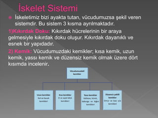  İskeletimiz bizi ayakta tutan, vücudumuzsa şekil veren
sistemdir. Bu sistem 3 kısma ayrılmaktadır.
1)Kıkırdak Doku: Kıkırdak hücrelerinin bir araya
gelmesiyle kıkırdak doku oluşur. Kıkırdak dayanıklı ve
esnek bir yapıdadır.
2) Kemik: Vücudumuzdaki kemikler; kısa kemik, uzun
kemik, yassı kemik ve düzensiz kemik olmak üzere dört
kısımda incelenir.
 