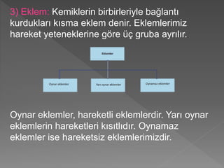 3) Eklem: Kemiklerin birbirleriyle bağlantı
kurdukları kısma eklem denir. Eklemlerimiz
hareket yeteneklerine göre üç gruba ayrılır.
Oynar eklemler, hareketli eklemlerdir. Yarı oynar
eklemlerin hareketleri kısıtlıdır. Oynamaz
eklemler ise hareketsiz eklemlerimizdir.
 