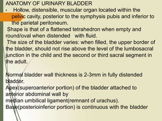 ANATOMY OF URINARY BLADDER
• Hollow, distensible, muscular organ located within the
pelvic cavity, posterior to the symphysis pubis and inferior to
the parietal peritoneum.
Shape is that of a flattened tetrahedron when empty and
round/oval when distended with fluid.
The size of the bladder varies: when filled, the upper border of
the bladder, should not rise above the level of the lumbosacral
junction in the child and the second or third sacral segment in
the adult.
Normal bladder wall thickness is 2-3mm in fully distended
bladder.
Apex(superoanterior portion) of the bladder attached to
anterior abdominal wall by
median umbilical ligament(remnant of urachus).
Base(posterioinferior portion) is continuous with the bladder
 