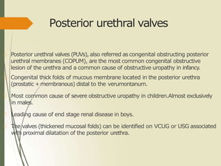 Posterior urethral valves
Posterior urethral valves (PUVs), also referred as congenital obstructing posterior
urethral membranes (COPUM), are the most common congenital obstructive
lesion of the urethra and a common cause of obstructive uropathy in infancy.
Congenital thick folds of mucous membrane located in the posterior urethra
(prostatic +membranous) distal to the verumontanum.
Most common cause of severe obstructive uropathy in children.Almost exclusively
in males.
Leading cause of end stage renal disease in boys.
The valves (thickened mucosal folds) can be identified on VCUG or USG associated
with proximal dilatation of the posterior urethra.
 