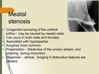 Meatal
stenosis
• Congenital narrowing of the urethral
orifice / may be caused by meatal webs.
• Can occur in both male and females.
• Associated with hypospadias.
• Acquired more common
• Presentation - Weakness of the urinary stream, and
straining during micturition.
• Diagnosis – clinical , imaging if obstructive features are
present.
 