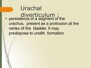 Urachal
diverticulum :
• persistence of a segment of the
urachus, present as a protrusion at the
vertex of the bladder. It may
predispose to urolith formation.
 