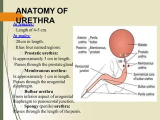 ANATOMY OF
URETHRAIn females:
Length of 4-5 cm.
In males:
20cm in length.
Ithas four namedregions:
Prostatic urethra:
Is approximately 3 cm in length.
Passes through the prostate gland.
Membranous urethra:
Is approximately 1 cm in length.
Passes through the urogenital
diaphragm.
Bulbar urethra
From inferior aspect of urogenital
diaphragm to penoscrotal junction.
Spongy (penile) urethra:
Passes through the length of the penis.
 