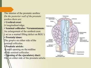 The interior of the prostatic urethra:
On the posterior wall of the prostatic
urethra there are:
• Urethral crest:
A longitudinal ridge.
• Seminal colliculus / Verumontanum:
An enlargement of the urethral crest.
( act as a normal filling defect on RGU )
• Prostatic sinus:
The groove on either side of the
seminal colliculus.
• Prostatic utricle:
A small opening on the midline
of the seminal colliculus.
• Opening of the ejaculatory duct:
One on either side of the prostatic utricle.
 