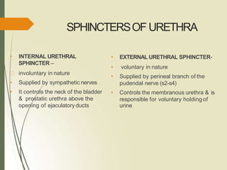 SPHINCTERSOF URETHRA
• INTERNAL URETHRAL
SPHINCTER –
involuntary in nature
• Supplied by sympathetic nerves
• It controls the neck of the bladder
& prostatic urethra above the
opening of ejaculatory ducts
• EXTERNAL URETHRAL SPHINCTER-
• voluntary in nature
• Supplied by perineal branch of the
pudendal nerve (s2-s4)
• Controls the membranous urethra & is
responsible for voluntary holding of
urine
 