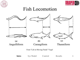Anguilliform ThunniformCarangiform
Intro Sys Model Control Results 5
From “Life in Moving Fluids” Vogel
Fish Locomotion
 