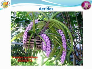 Aerides
 