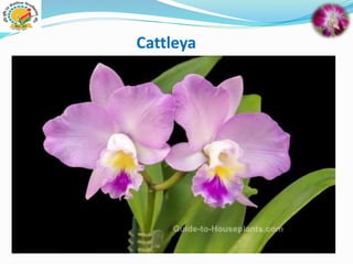 Cattleya
 