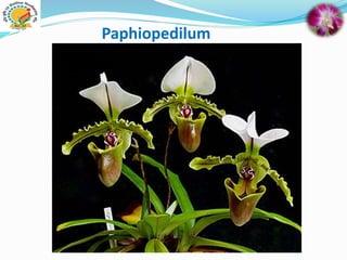Paphiopedilum
 