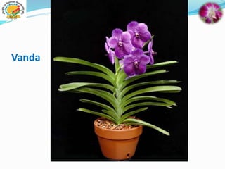 Vanda
 