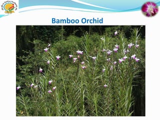 Bamboo Orchid
 