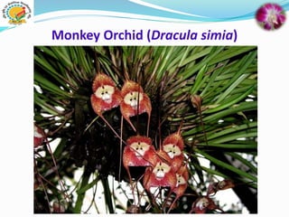 Monkey Orchid (Dracula simia)
 