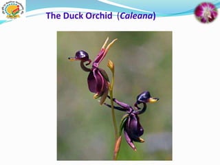 The Duck Orchid (Caleana)
 