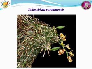 Chiloschista yunnanensis
 