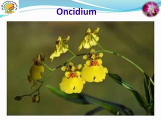 Oncidium
 